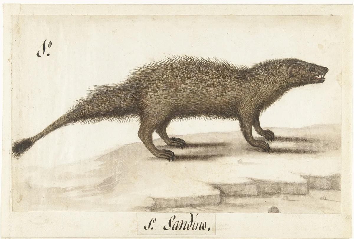 Egyptische ichneumon by anonymous, drawing, 1560-1585