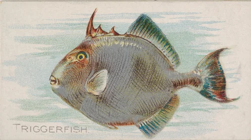 Triggerfish, from the Fish from American Waters series (N8) for Allen & Ginter Cigarettes Brands by Allen & Ginter, print, 1889
