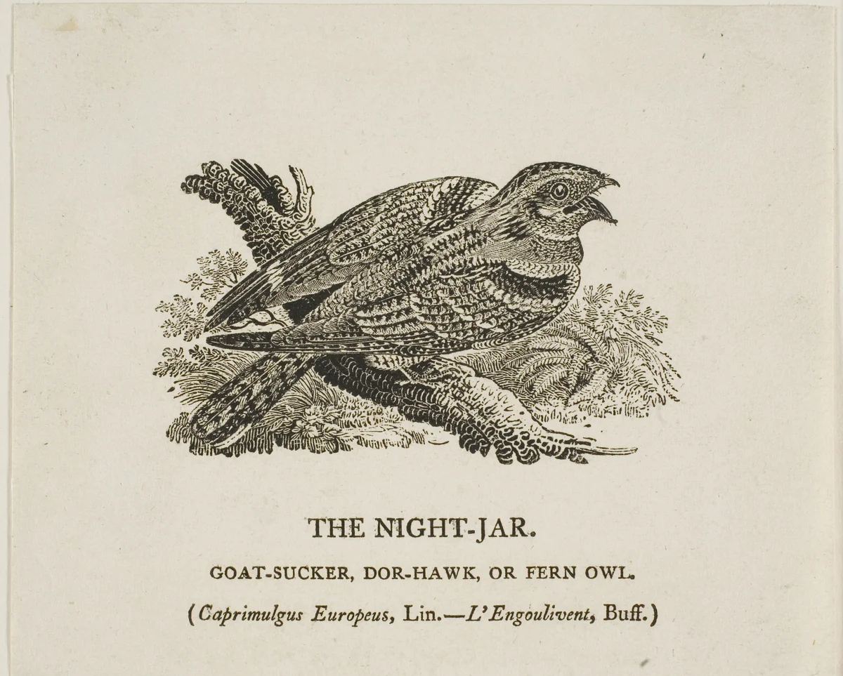 The Night-Jar by Thomas Bewick, print, 1773-1828