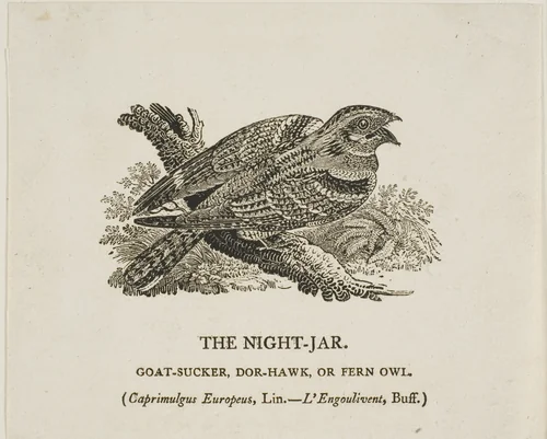 The Night-Jar by Thomas Bewick, print, 1773-1828
