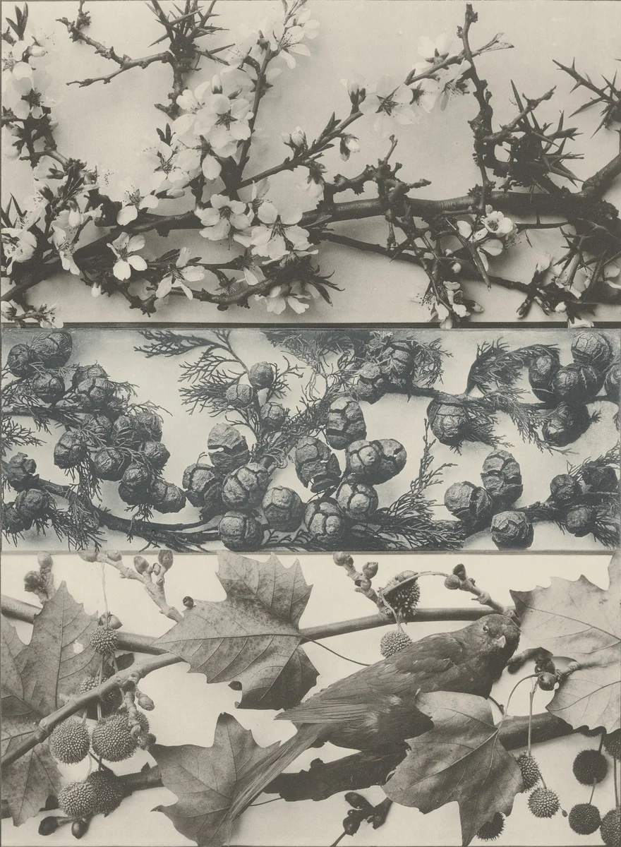 Page from Festons und Dekorative Gruppen by Unidentified Photographer, photograph, 1893