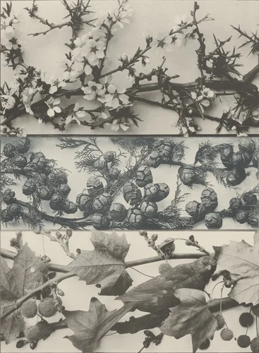 Page from Festons und Dekorative Gruppen by Unidentified Photographer, photograph, 1893