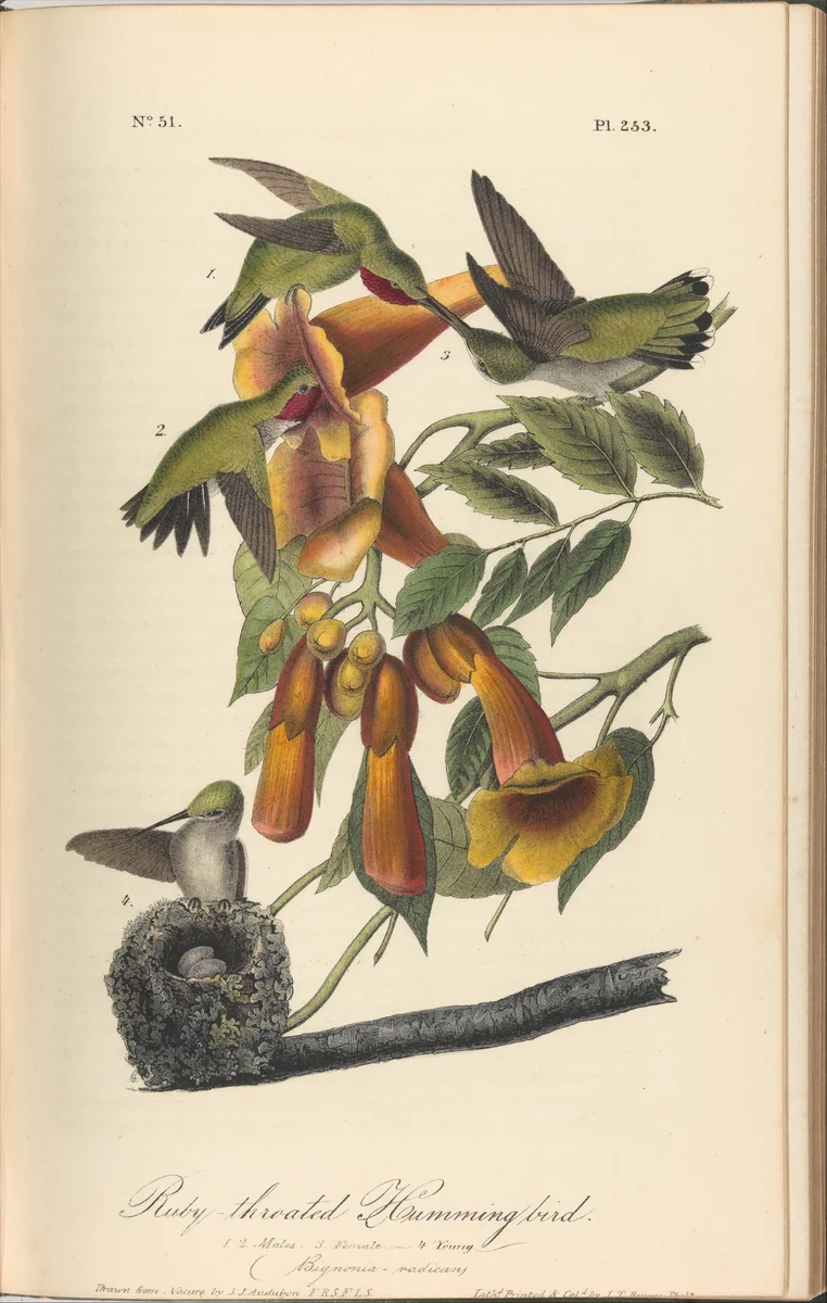 The Birds of America from Drawings Made in the United States by John James Audubon, book, 1842