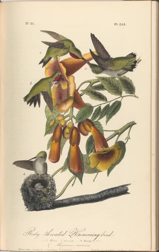 The Birds of America from Drawings Made in the United States by John James Audubon, book, 1842