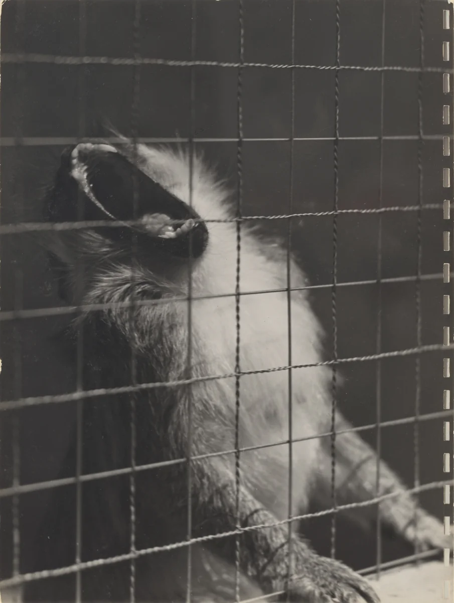 40 Fotos, page 19 by Robert Frank, photograph, 1946