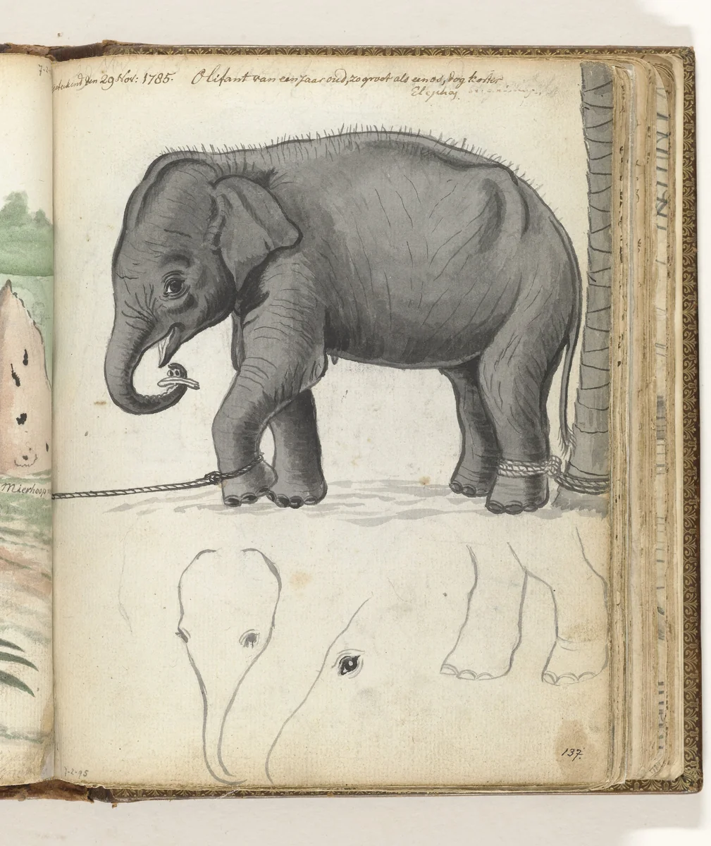 Jonge olifant aan boom by Jan Brandes, drawing, 1785