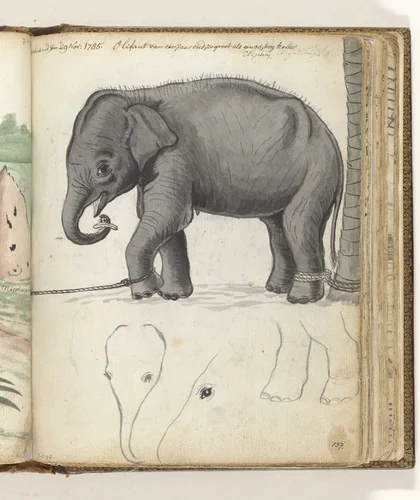 Jonge olifant aan boom by Jan Brandes, drawing, 1785
