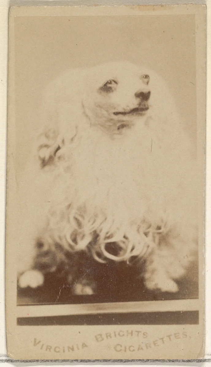 From the Dogs series (N47) for Virginia Brights Cigarettes by Allen & Ginter, photograph, 1887-1891