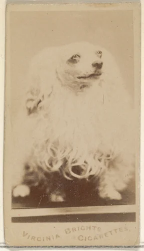 From the Dogs series (N47) for Virginia Brights Cigarettes by Allen & Ginter, photograph, 1887-1891