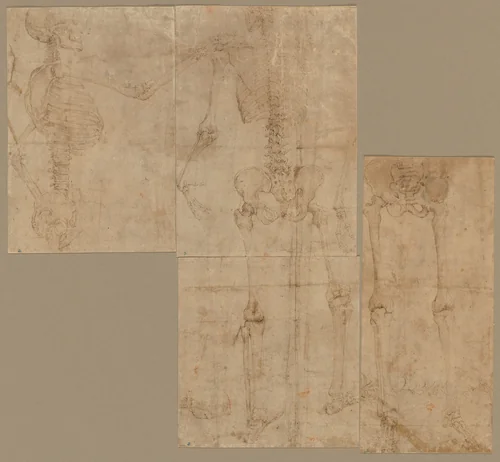 Skeleton by Battista Franco, drawing, 1540-1545