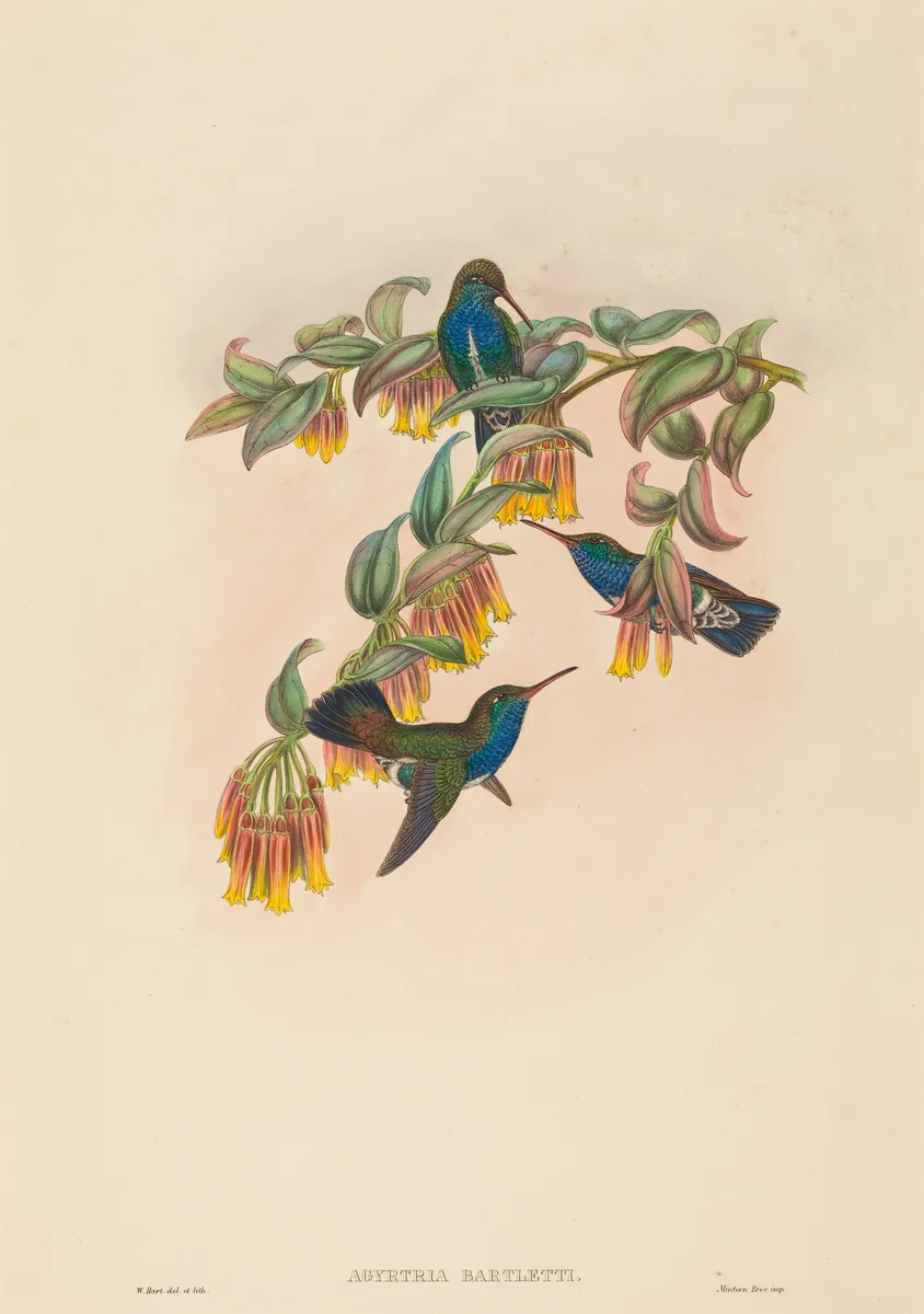 Agyrtria bartletti (Bartlett's Emerald) by W. Hart, print, 1851-1898