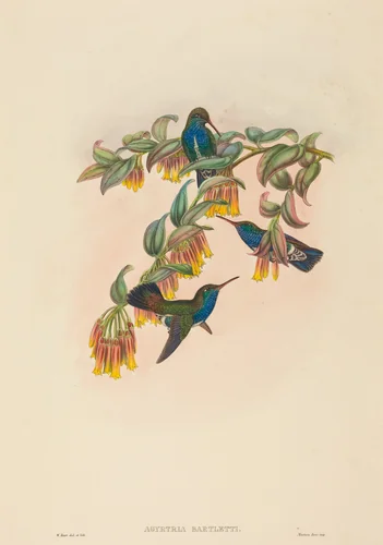 Agyrtria bartletti (Bartlett's Emerald) by W. Hart, print, 1851-1898