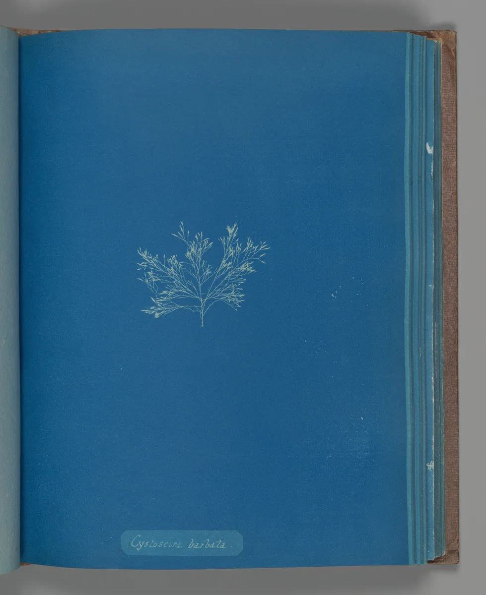 Cystoseira barbata by Anna Atkins, photograph, 1851-1855