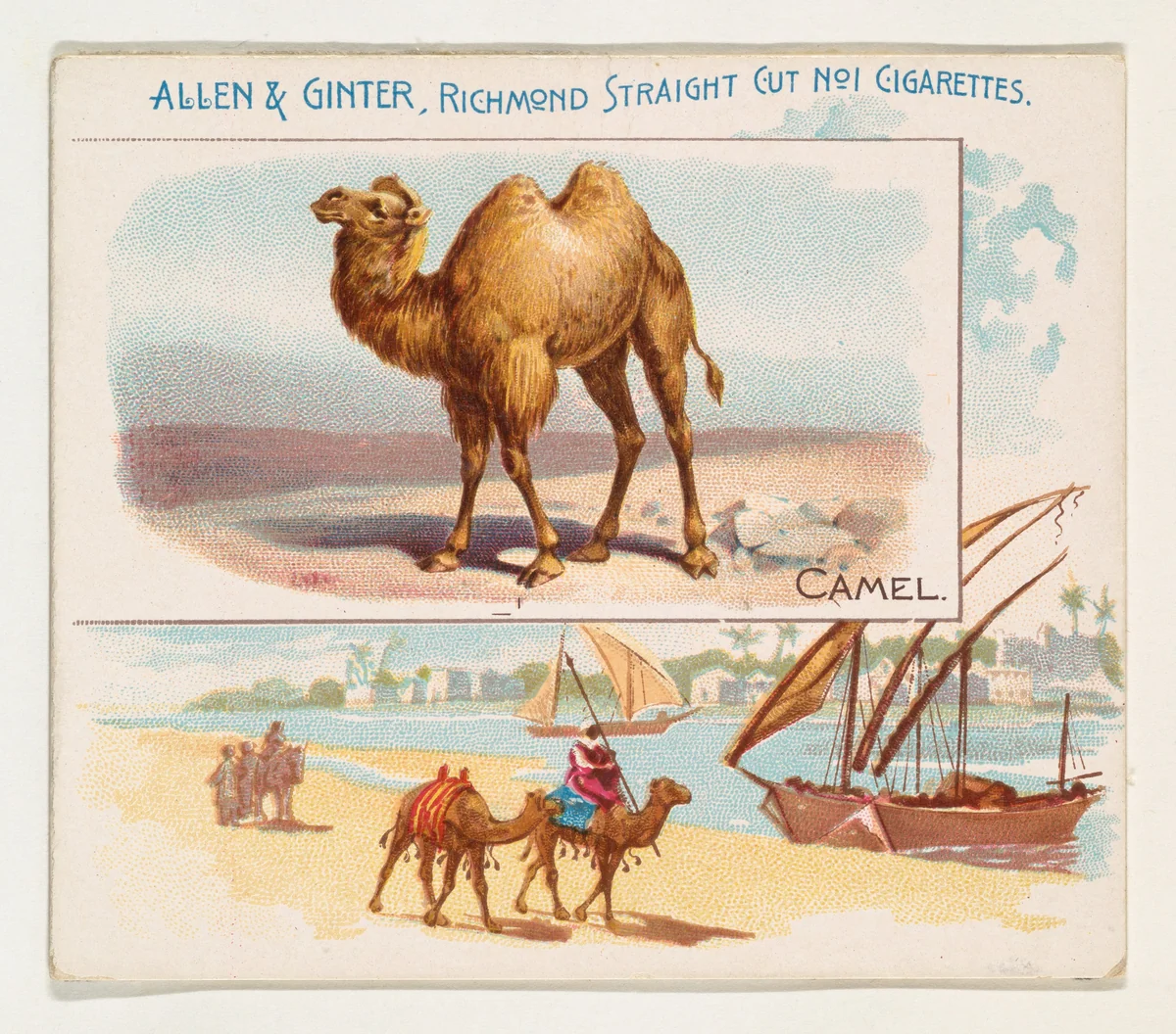 Camel, from Quadrupeds series (N41) for Allen & Ginter Cigarettes by Allen & Ginter, print, 1890