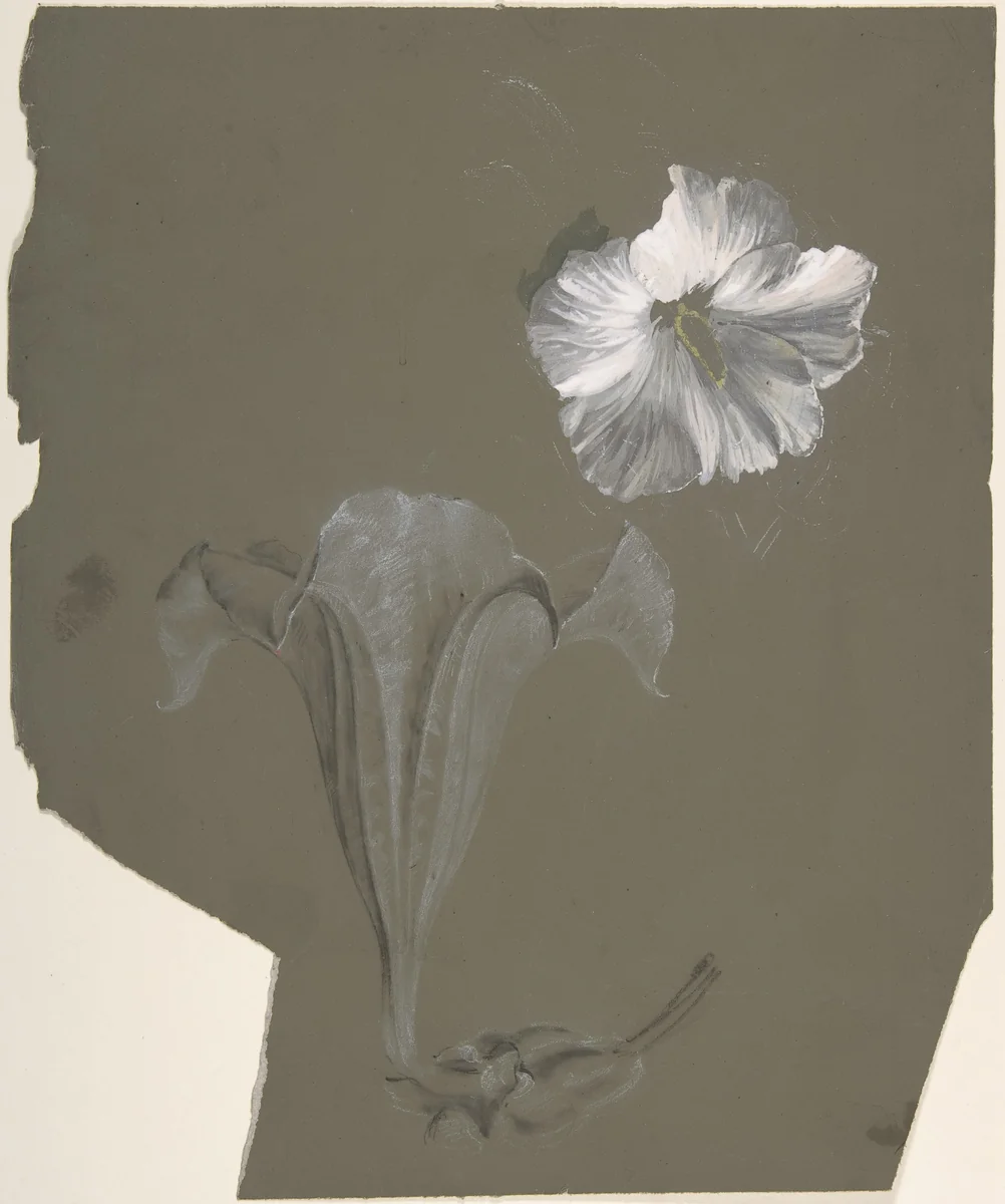 A Study of Two White Lilies by Antoine Berjon, drawing, 1770-1843