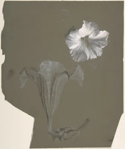A Study of Two White Lilies by Antoine Berjon, drawing, 1770-1843