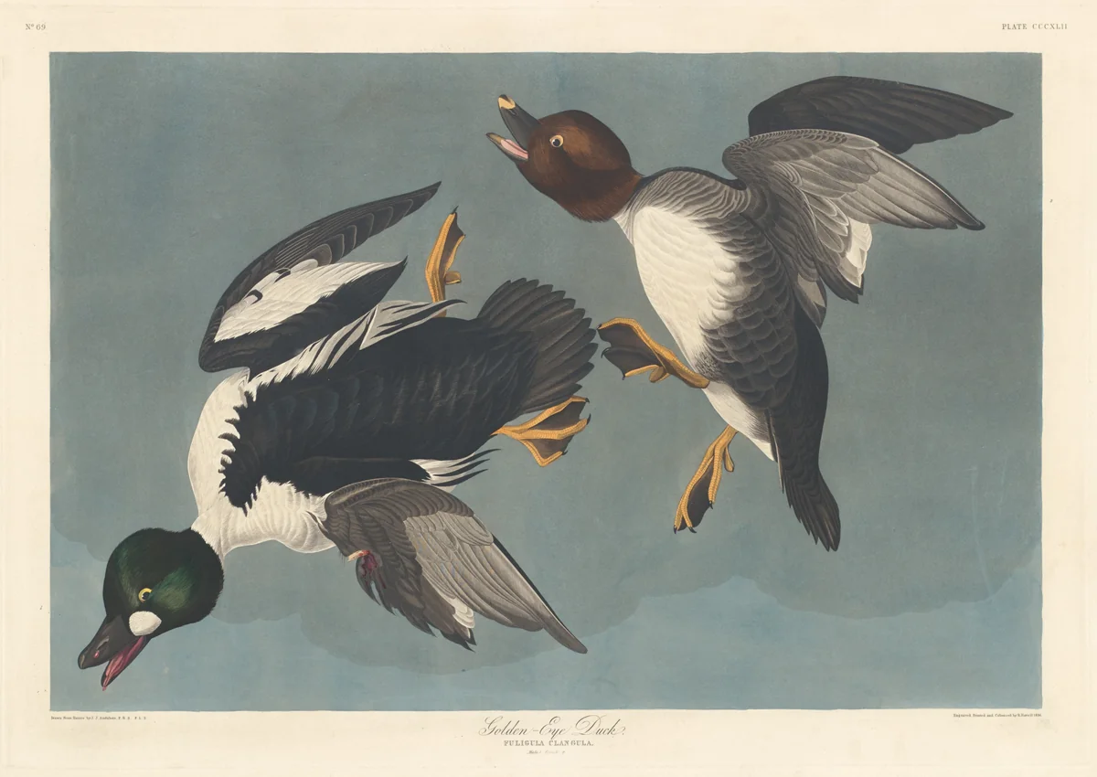 Golden-eye Duck by Robert Havell, Jr.; John James Audubon, print, 1836