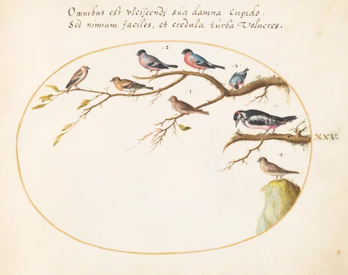 Plate 25: Great Spotted Woodpecker, Bullfinches, Sparrows, and Other Birds by Joris Hoefnagel, drawing, 1570-1599