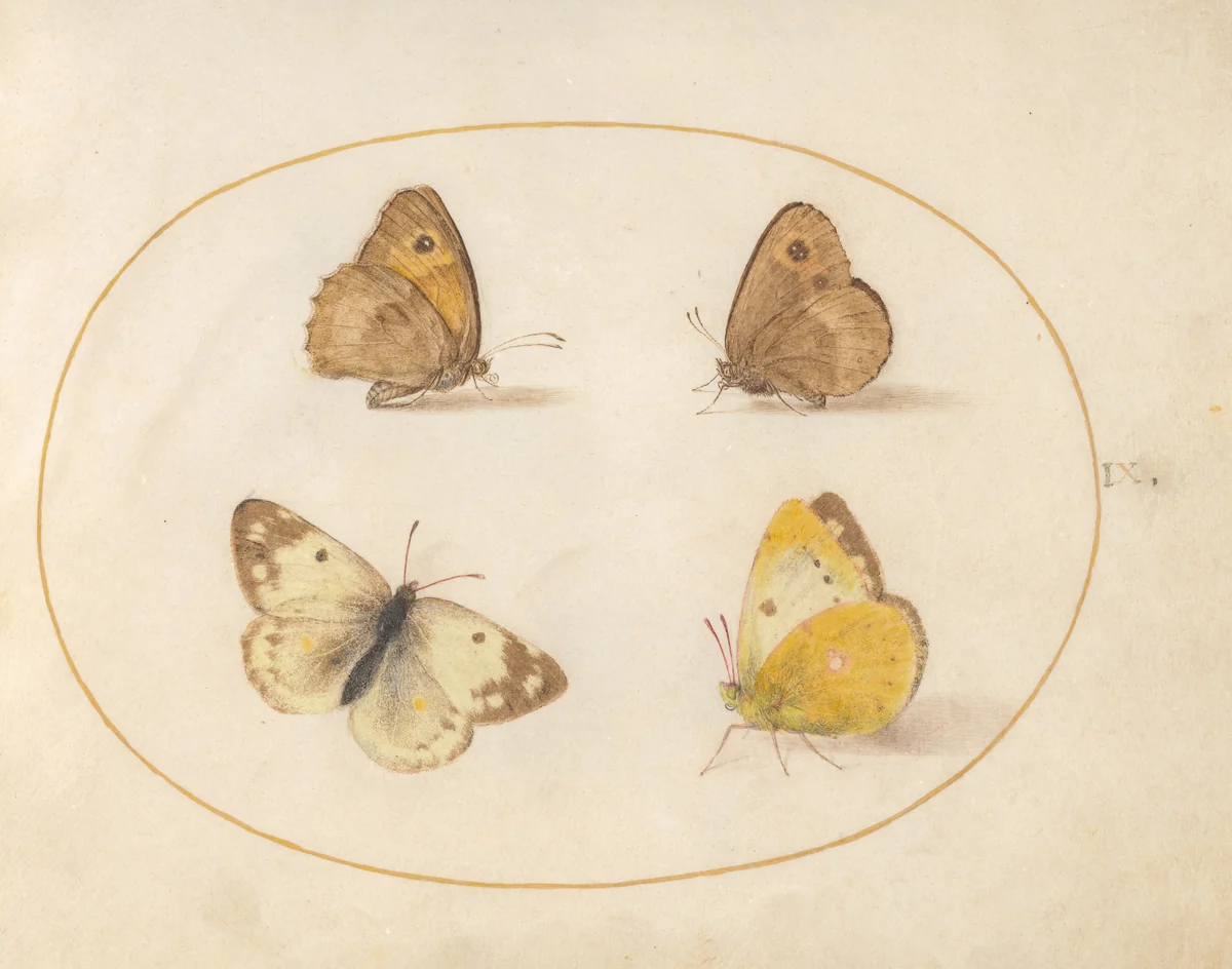 Plate 9: Meadow Brown, Gatekeeper, Clouded Yellow, and Bath White Butterflies by Joris Hoefnagel, drawing, 1570-1599