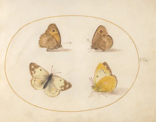 Plate 9: Meadow Brown, Gatekeeper, Clouded Yellow, and Bath White Butterflies by Joris Hoefnagel, drawing, 1570-1599