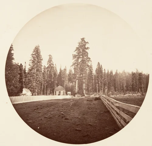 The Sentinels. C. Grove by Carleton E. Watkins, photograph, 1876-1880