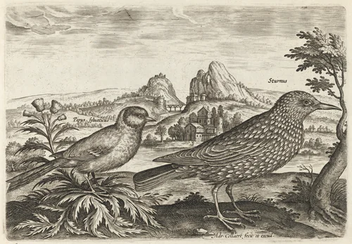 Great Tit and Starling by Adriaen Collaert, print, 1595-1605