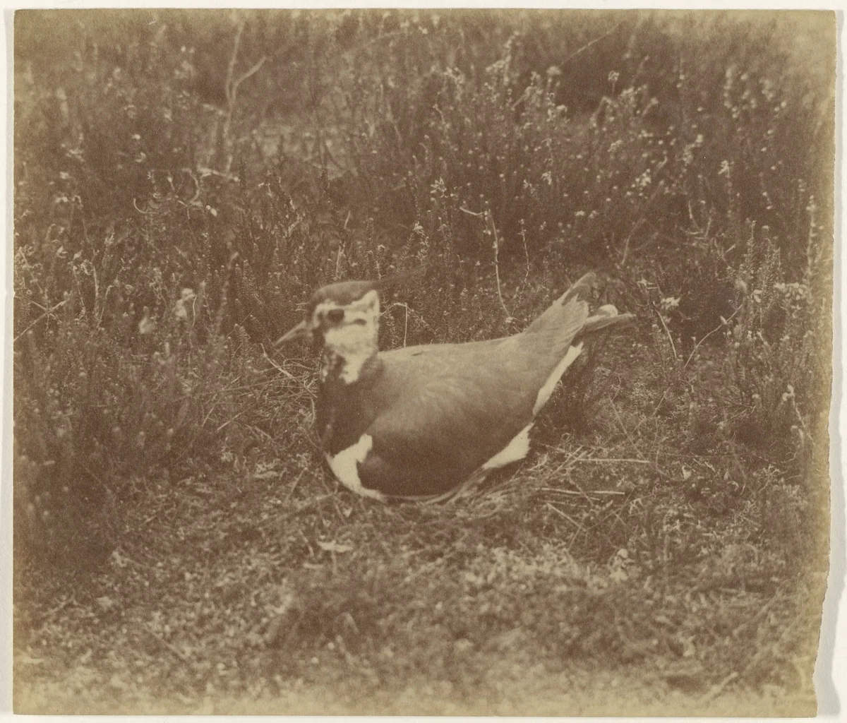 Vogel op heide by Richard Tepe, photograph, 1900-1940