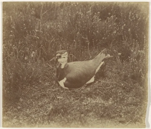 Vogel op heide by Richard Tepe, photograph, 1900-1940