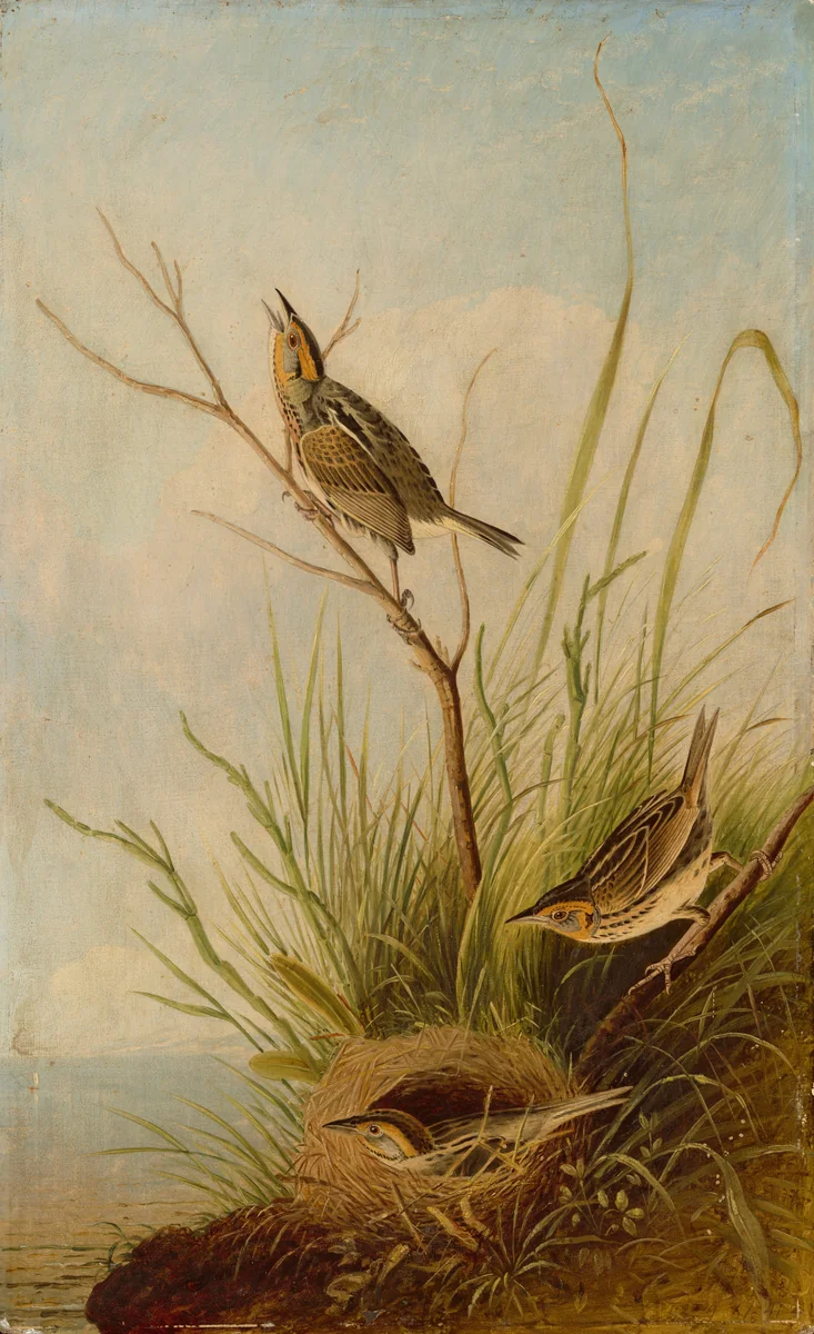 Sharp-Tailed Finch by Joseph Bartholomew Kidd, painting, 1831-1833