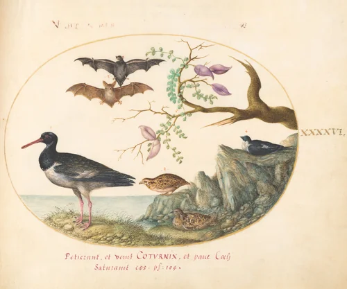 Plate 46: Bats, Quail, and Oystercatcher(?) by the Water by Joris Hoefnagel, drawing, 1570-1599