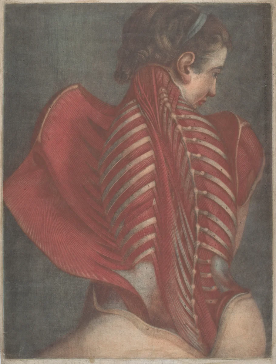 L'Ange anatomique (The Anatomical Angel) or Dissection of a Woman's Back by Jacques Fabien Gautier Dagoty, print, 1746
