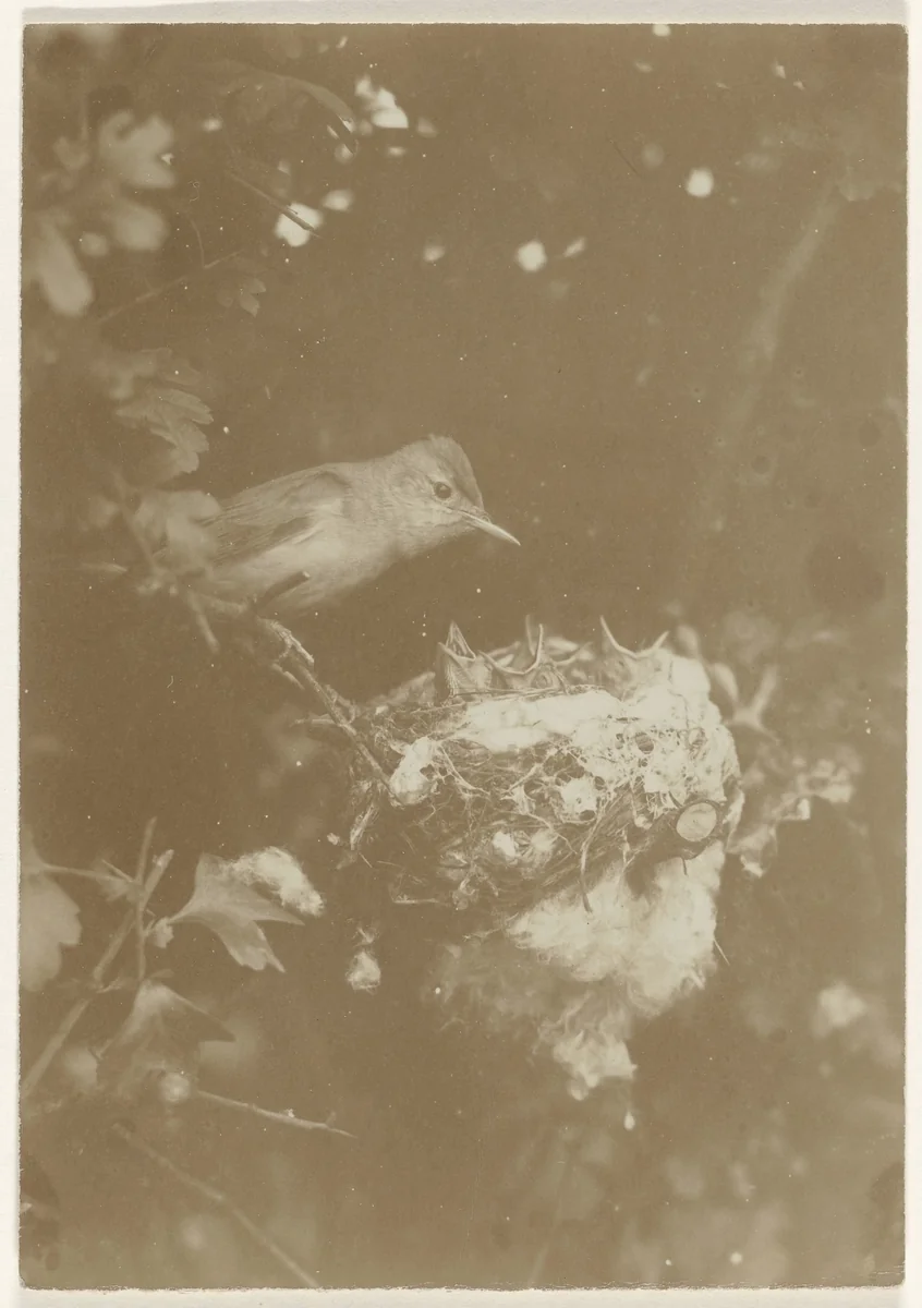 Vogel bij nest met kuikens in boom by Richard Tepe, photograph, 1900-1940