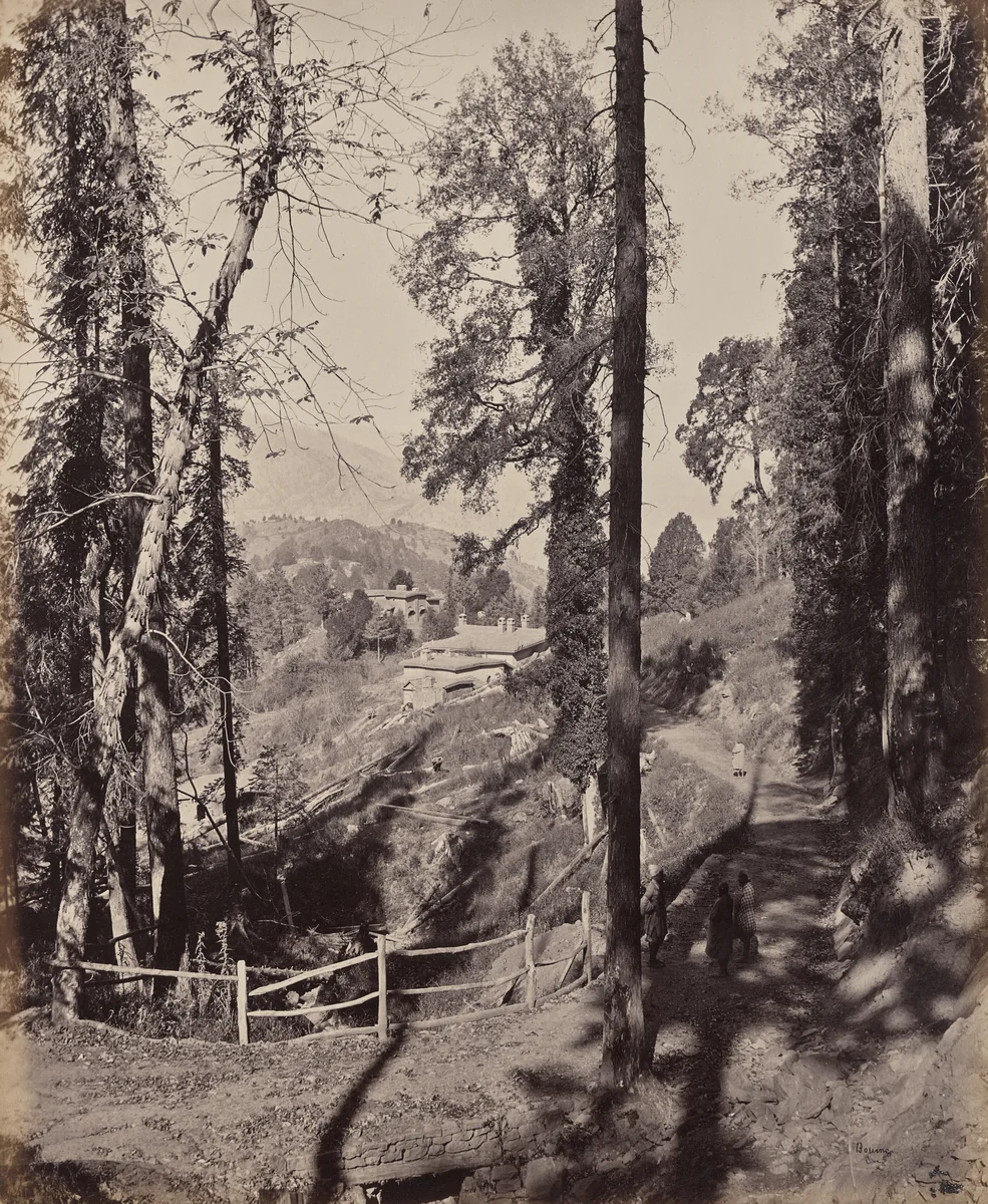 Murree. A Hill Station in the Himmalayahs, View Through the Forest by Samuel Bourne, photograph, 1863-1870