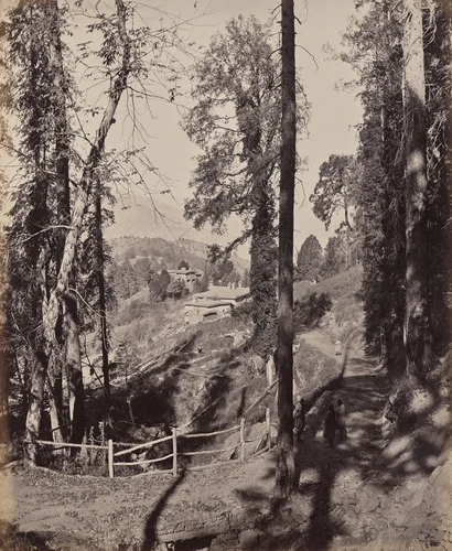 Murree. A Hill Station in the Himmalayahs, View Through the Forest by Samuel Bourne, photograph, 1863-1870
