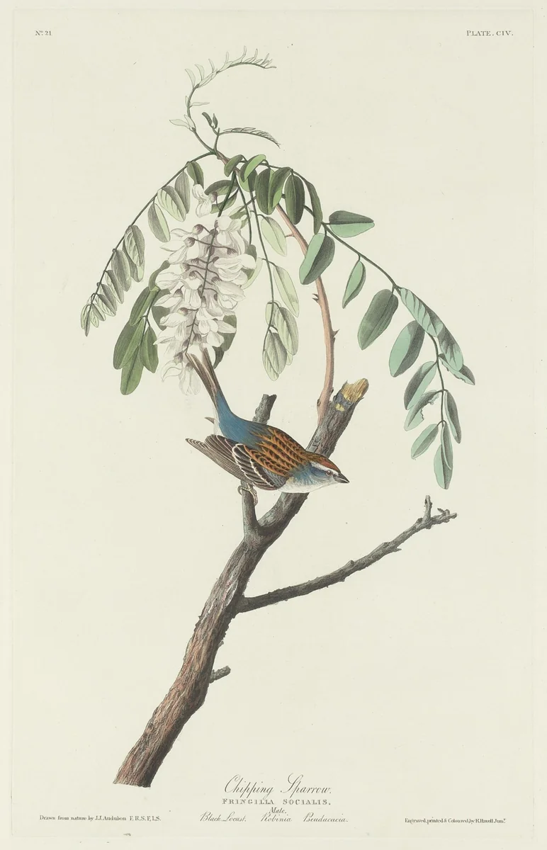 Chipping Sparrow by Robert Havell, Jr.; John James Audubon, print, 1831