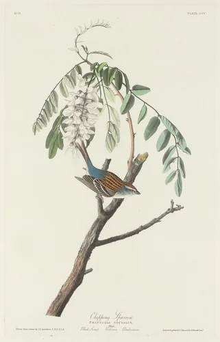 Chipping Sparrow by Robert Havell, Jr.; John James Audubon, print, 1831