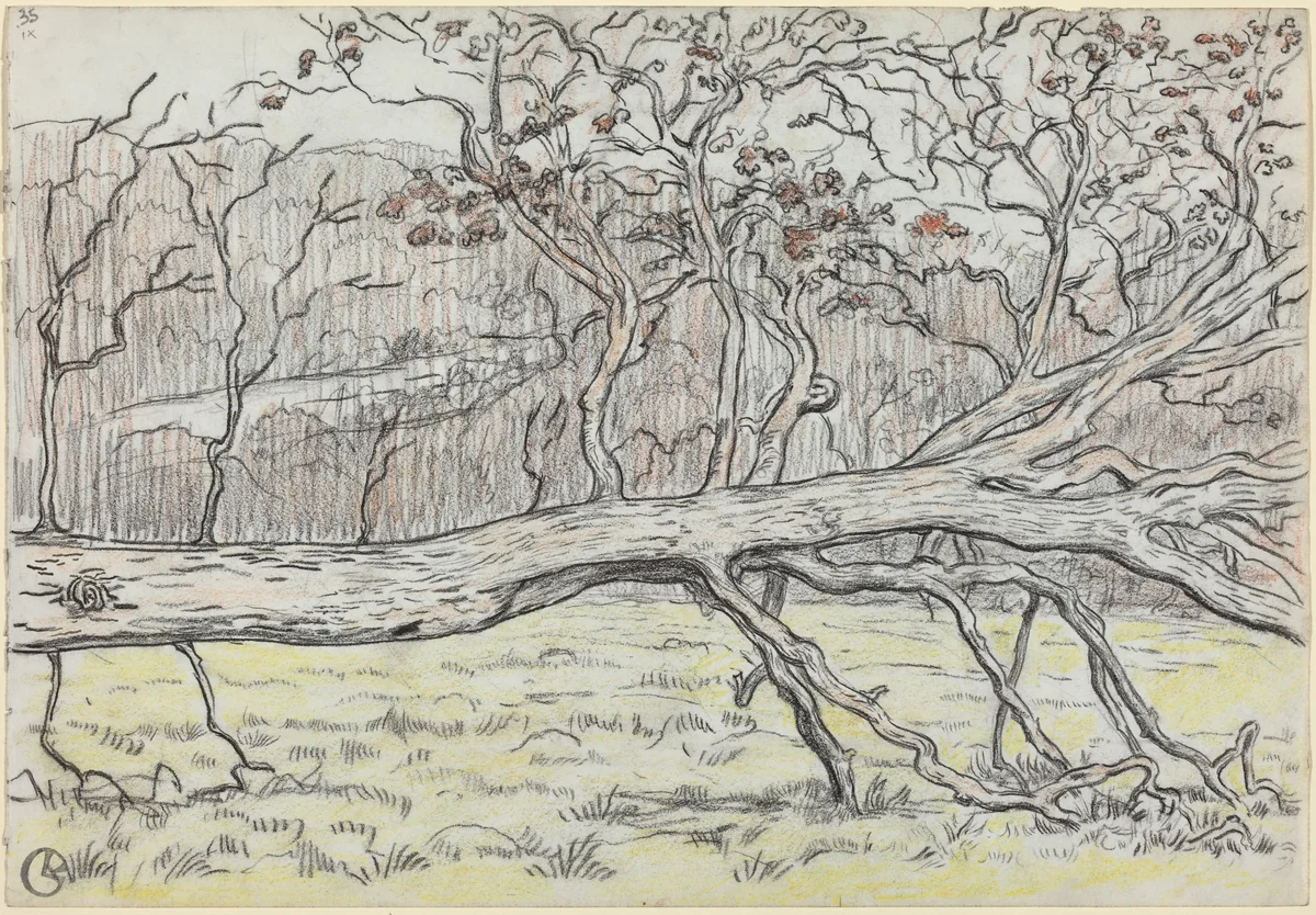 Felled Tree, Normandy by Georges Lacombe, drawing, 1898