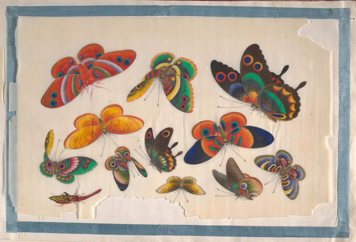 Album Containing Twelve Paintings of Insects by Unidentified Artist, painting, 1800-1899