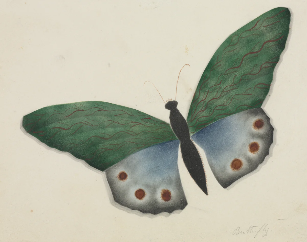 Butterfly by Mary Altha Nims, drawing, 1840-1899