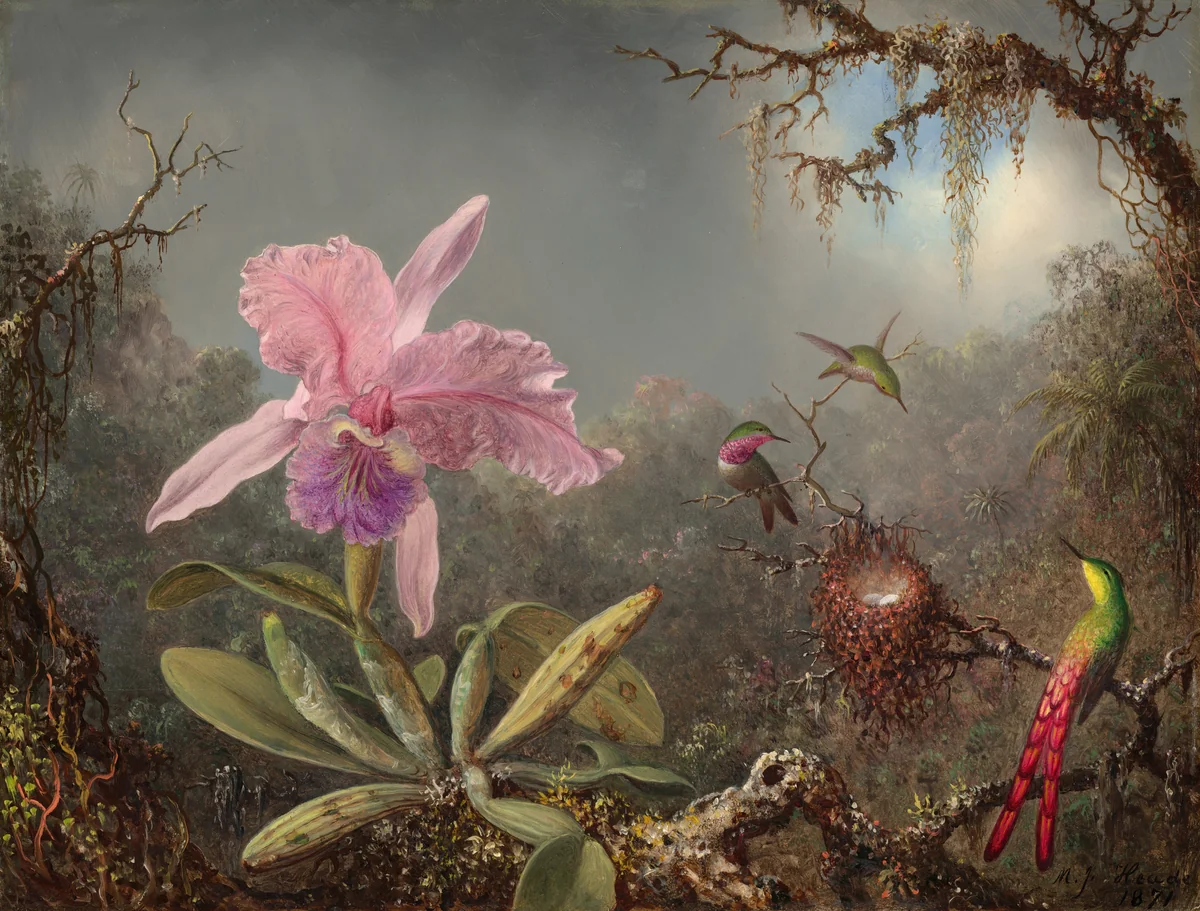 Cattleya Orchid and Three Hummingbirds by Martin Johnson Heade, painting, 1871