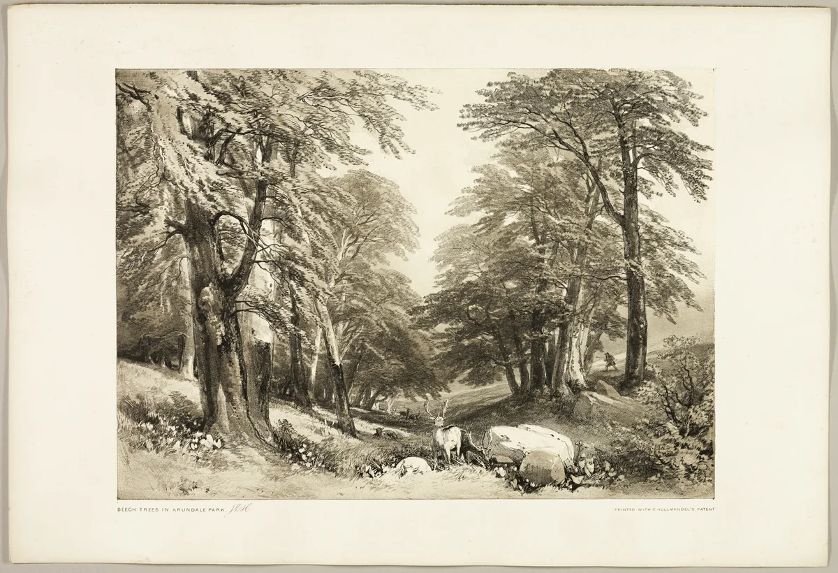 Beech Trees in Arundale Park, from The Park and the Forest by James Duffield Harding, print, 1841