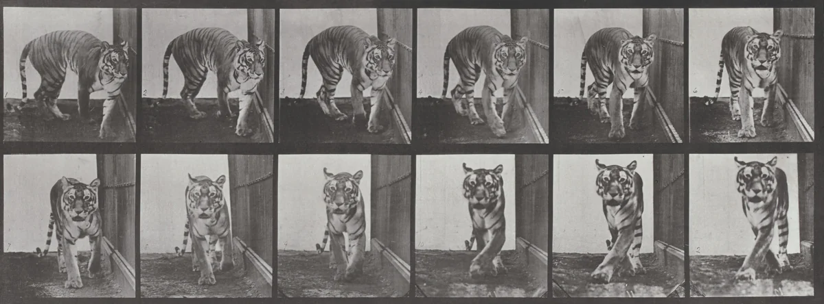 Plate Number 730. Tigress walking and turning around by Eadweard Muybridge, photograph, 1887