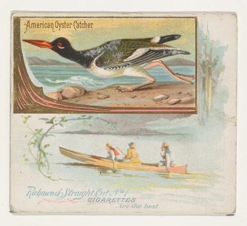 American Oyster Catcher, from the Game Birds series (N40) for Allen & Ginter Cigarettes by Allen & Ginter, print, 1888-1890