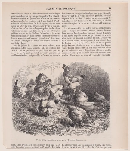 Poules et Coq cochinchinois de race pure, from "Le Magasin Pittoresque" by Charles Jacque, print, 1848-1864