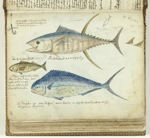 Zeevissen by Jan Brandes, drawing, 1778-1779