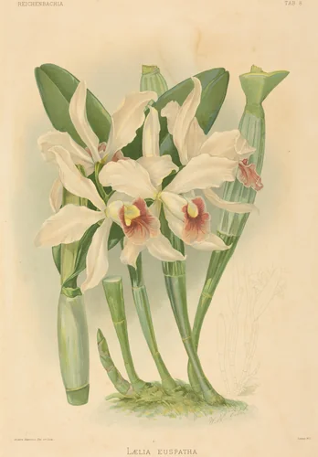 Laelia Euspatha by Joseph Mansell; Walter Hood Fitch, print, 1780-1899
