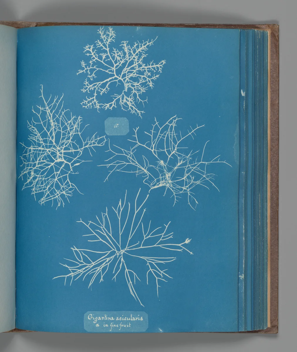 Gigartina acicularis, a in fine fruit by Anna Atkins, photograph, 1851-1855