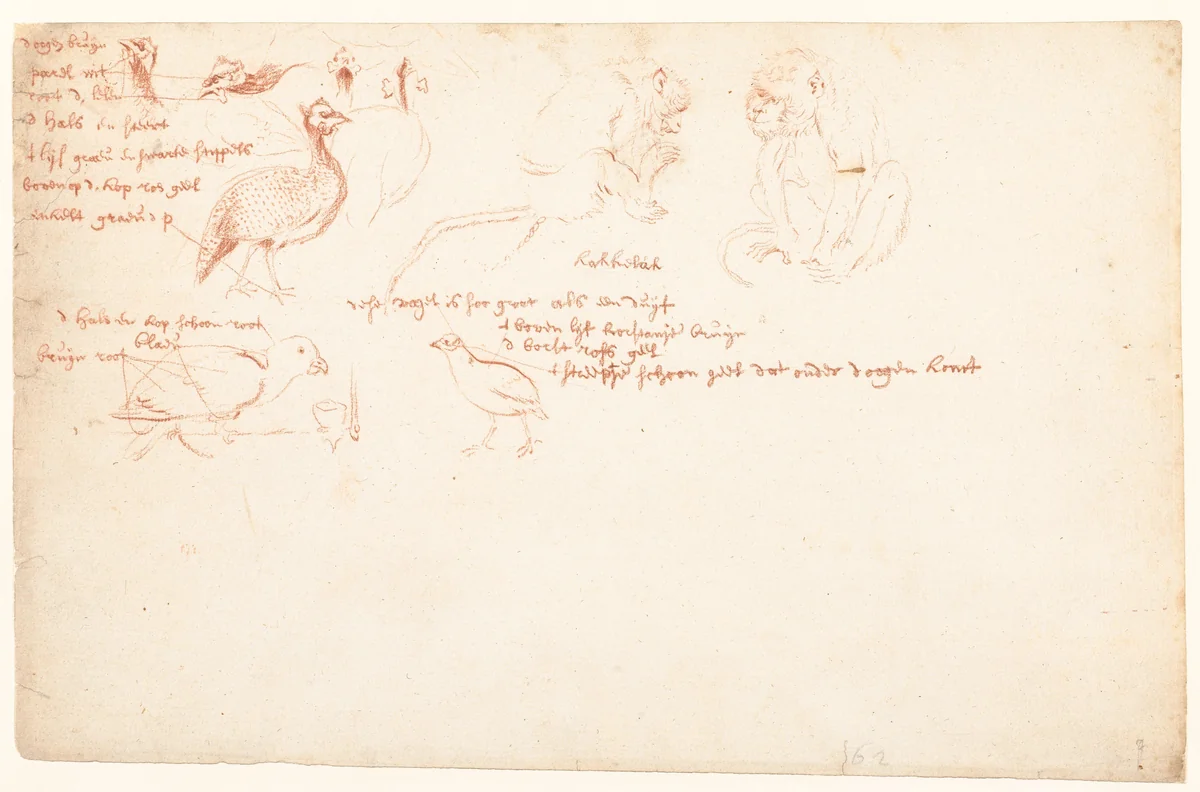 Studie van twee apen en een aantal parelhoenders by anonymous, drawing, 1700