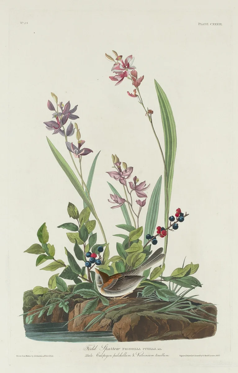 Field Sparrow by Robert Havell, Jr.; John James Audubon, print, 1832