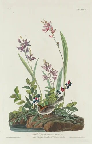 Field Sparrow by Robert Havell, Jr.; John James Audubon, print, 1832